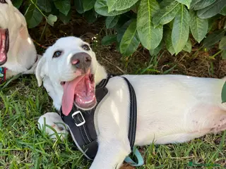 Pastore Maremmano cani Rocky splendido cucciolo merita una famiglia - Annuncio 13