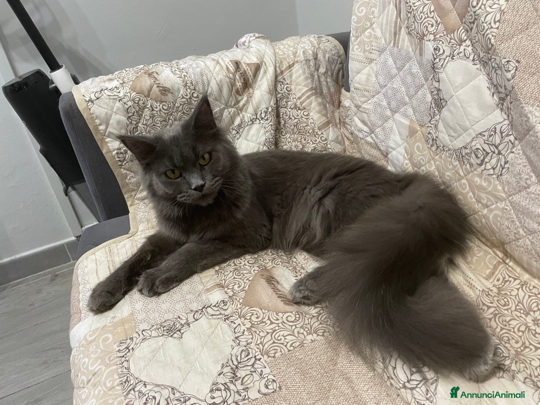 Maine Coon gatti in vendita: Cuccioli mainecoon - Annuncio 8