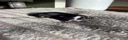 Chihuahua cani in vendita: Chihuahua a Provincia di Brescia - Annuncio 2