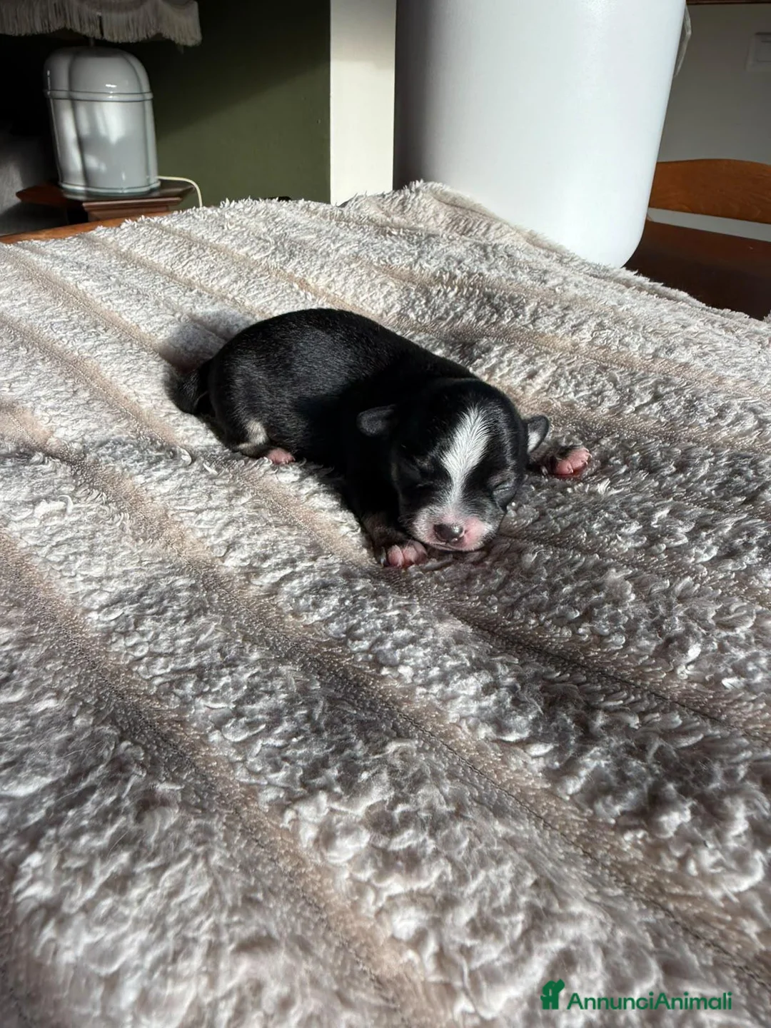 Chihuahua cani in vendita: Chihuahua a Provincia di Brescia - Annuncio 2