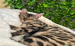 Bengala gatti in vendita: Gattina bengala colorazione WILD a Rome - Immagine 1