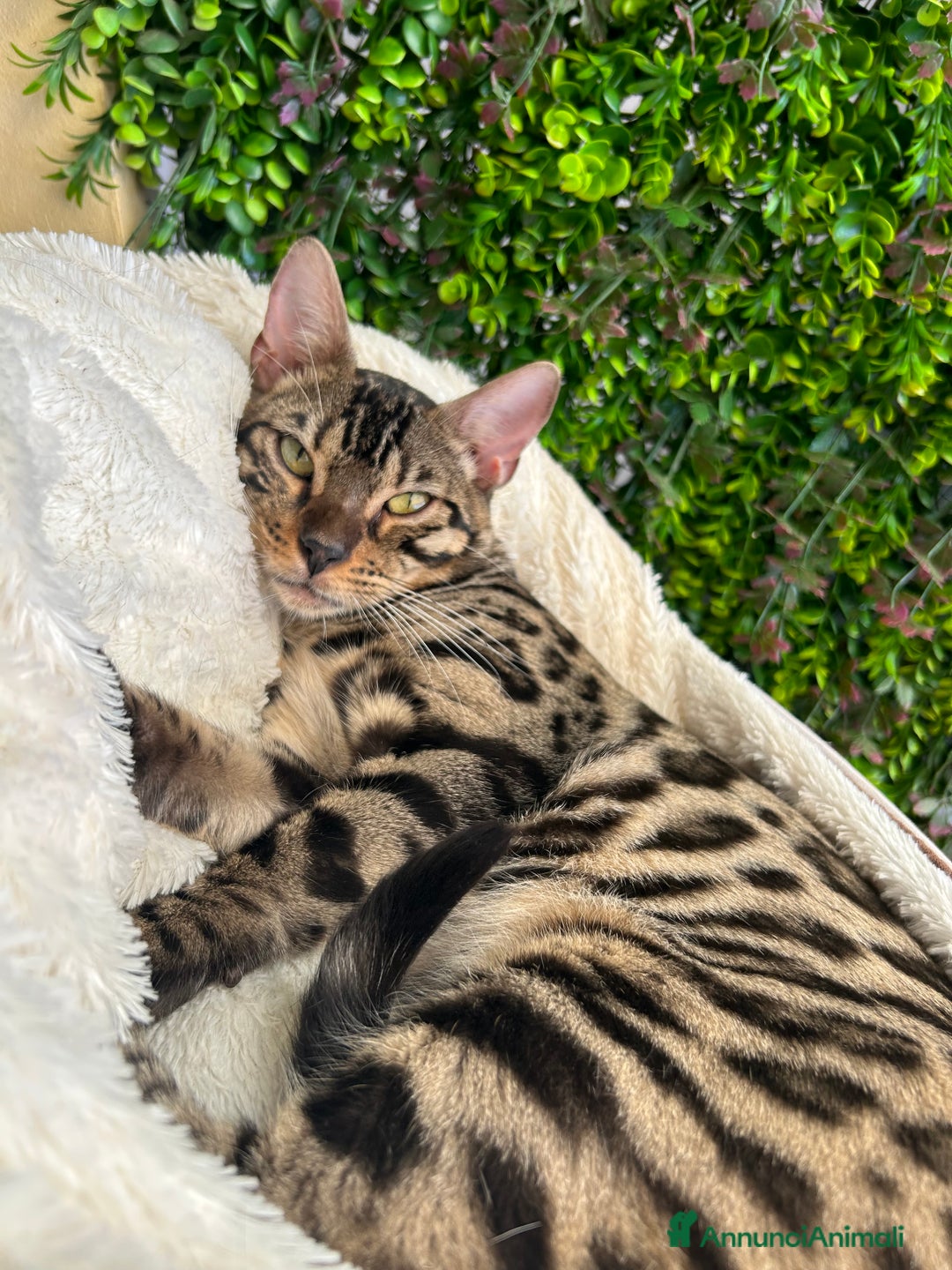 Bengala gatti in vendita: Gattina bengala colorazione WILD a Rome - Immagine 1