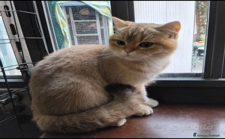 British gatti British chocolate Golden - Annuncio 8