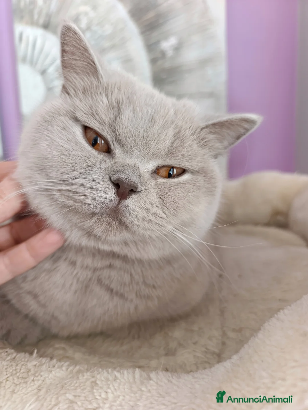 British gatti in vendita: Cuccioli British Shorthair  - Annuncio 1
