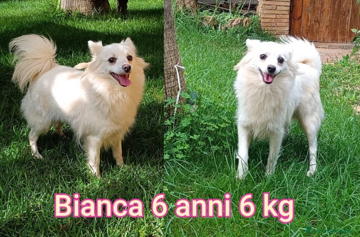 Meticcio cani - Annuncio 5