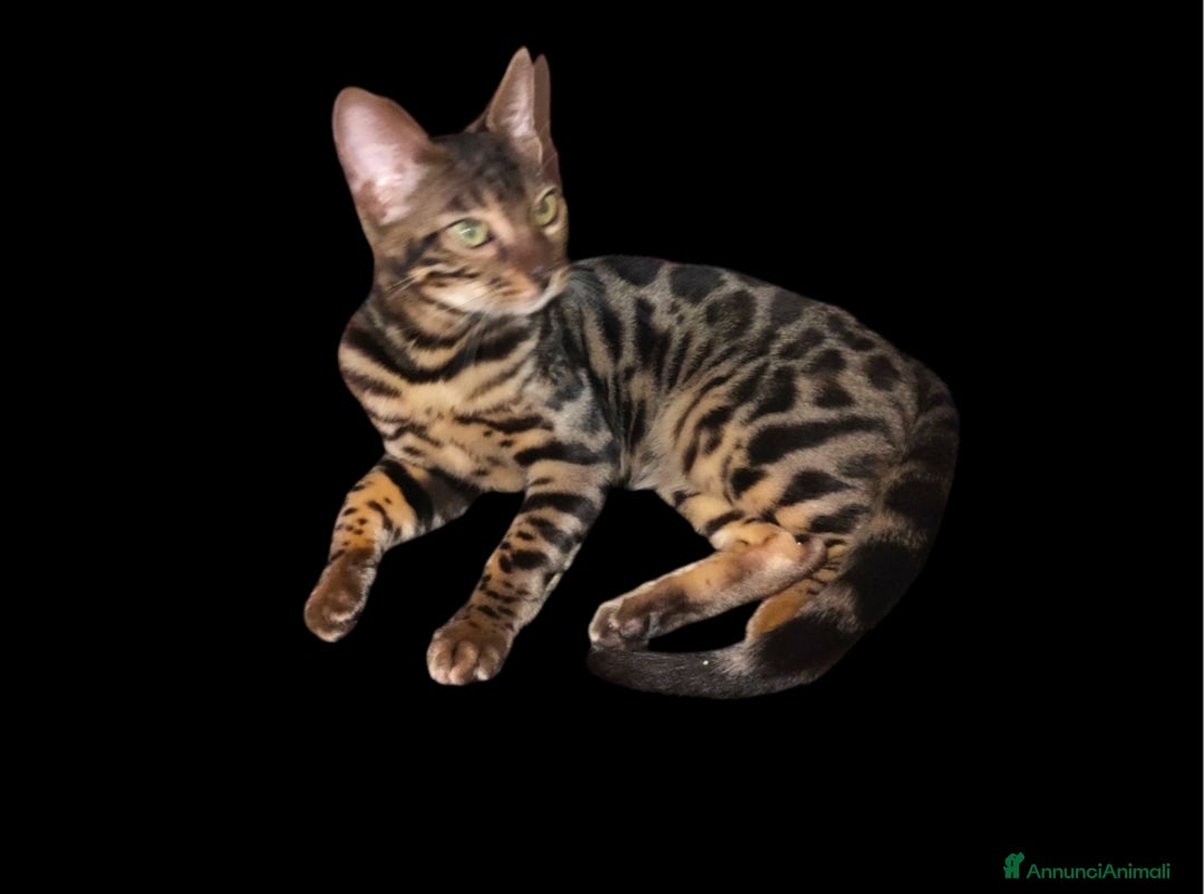 Bengala gatti in vendita: Dolcissimi cuccioli Bengala  - Annuncio 5