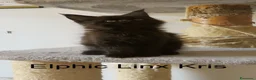 Maine Coon gatti in vendita: Magnifici Cuccioli di Maine Coon disponibili - Annuncio 4