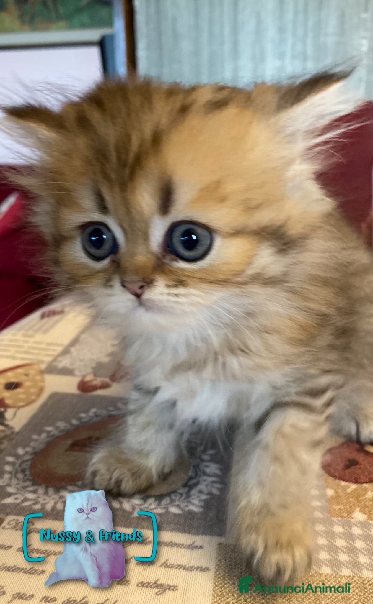 Persiano gatti in vendita: Cucciolo di gatto persiano chinchilla golden - Annuncio 5