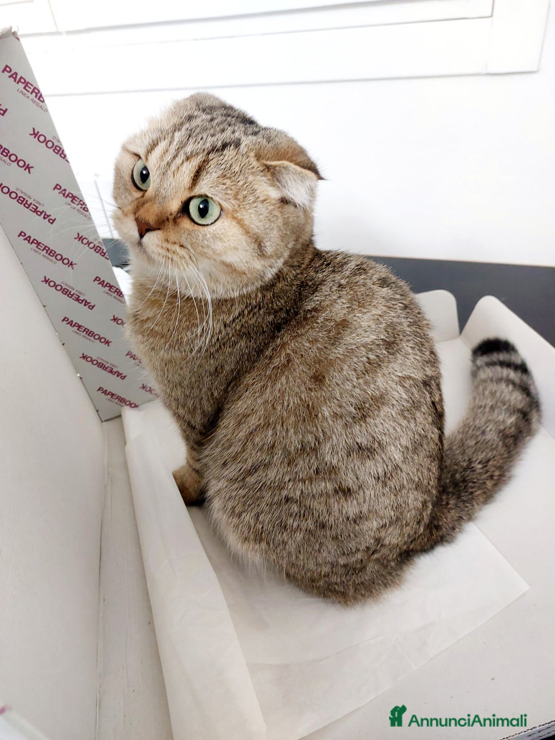 Scottish gatti per accoppiamento: Cerco fidanzato scottish straight a Bologna - Annuncio 7