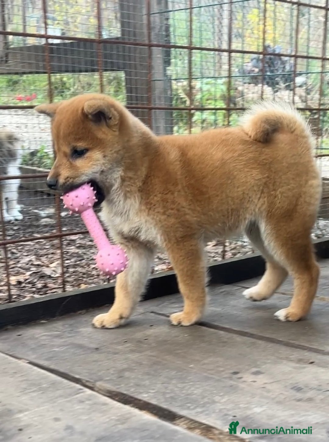 Shiba Inu cani in vendita: Shiba inu cucciolo  - Annuncio 4