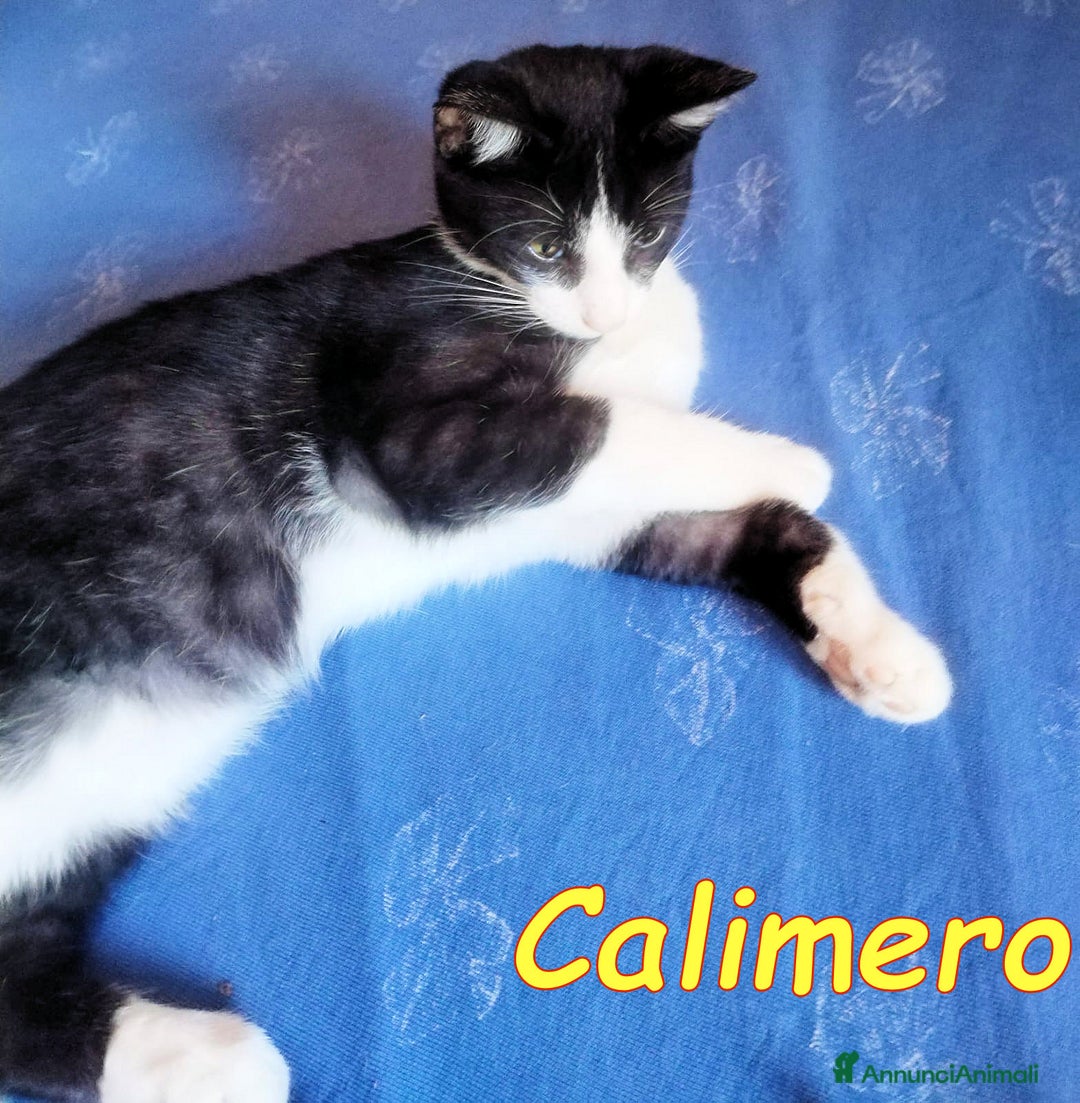Europeo gatti in regalo: CALIMERO - Annuncio 5