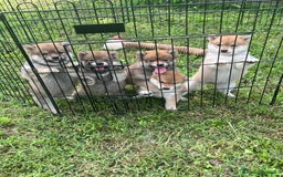 Shiba Inu cani in vendita: Shiba inu cuccioli  a Province of Pavia - Immagine 13