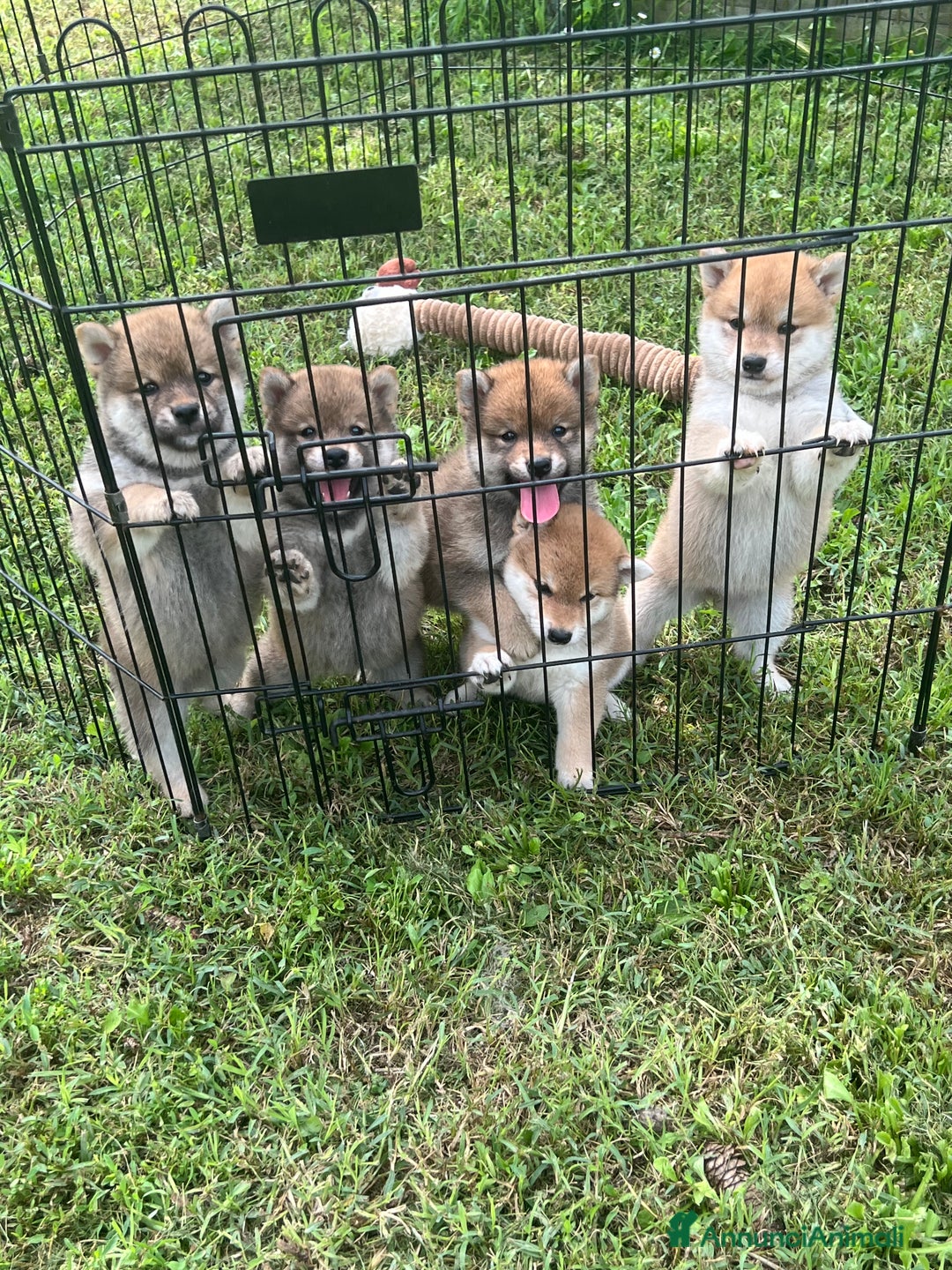 Shiba Inu cani in vendita: Shiba inu cuccioli  a Province of Pavia - Immagine 13
