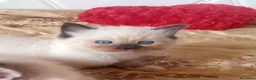 Ragdoll gatti in vendita: Ragdoll cuccioli  - Annuncio 3
