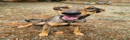 Dobermann cani in regalo: ARTU', magnifico mix DOBERMANN - Annuncio 6