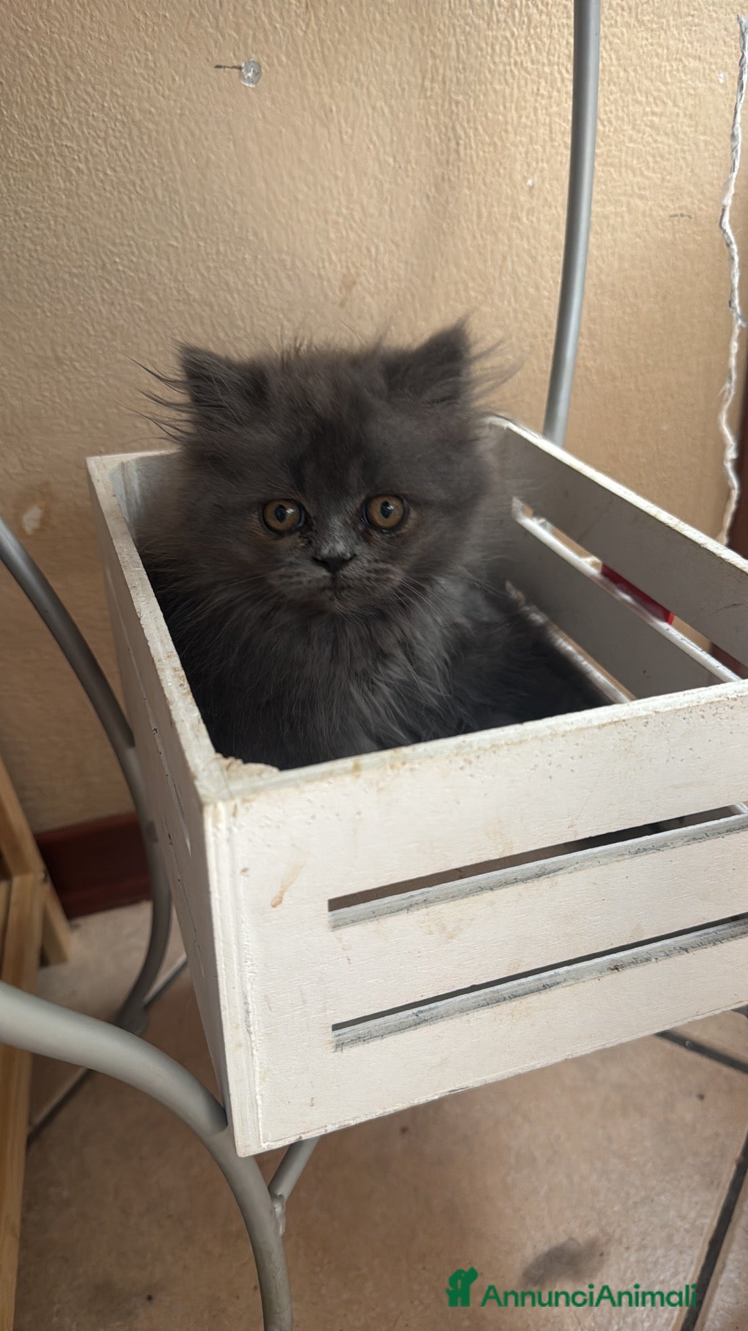 Persiano gatti Persiana femmina cucciola blu - Annuncio 8