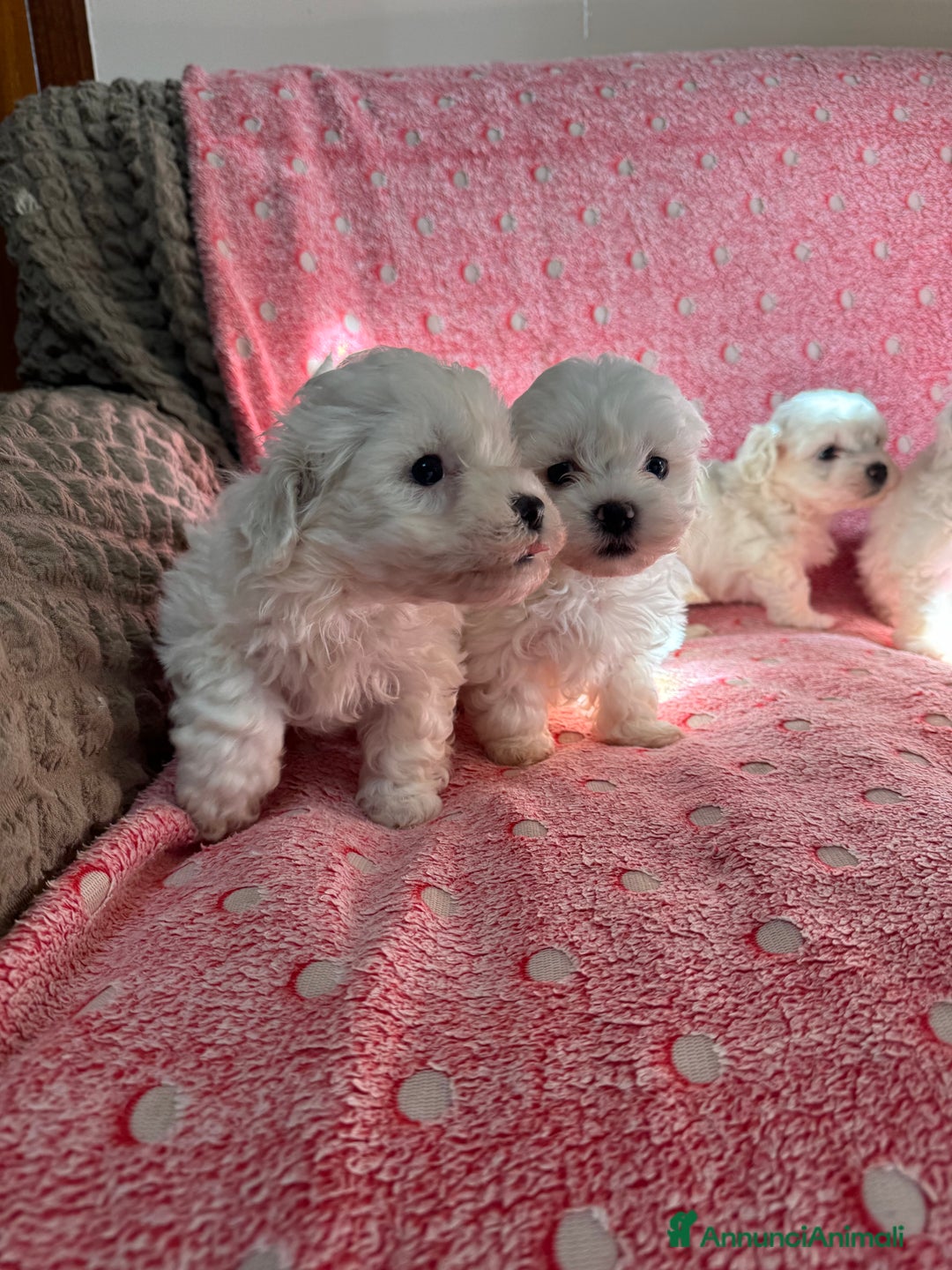 Maltese cani in vendita: Maltesi toy - Annuncio 7