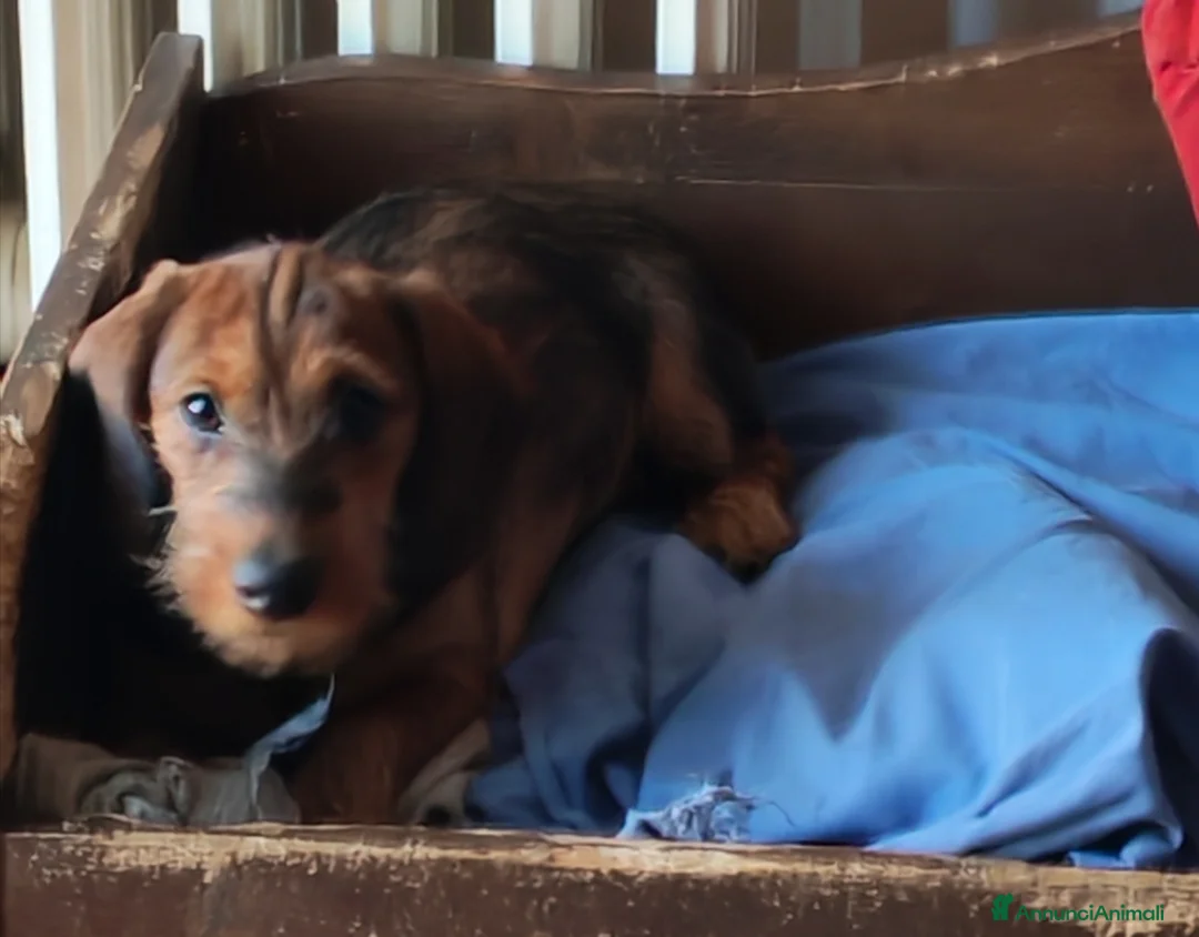 Bassotto cani in vendita: Bassotto pelo duro  - Annuncio 31