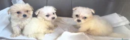 Maltese cani in vendita: Maltese  - Annuncio 3