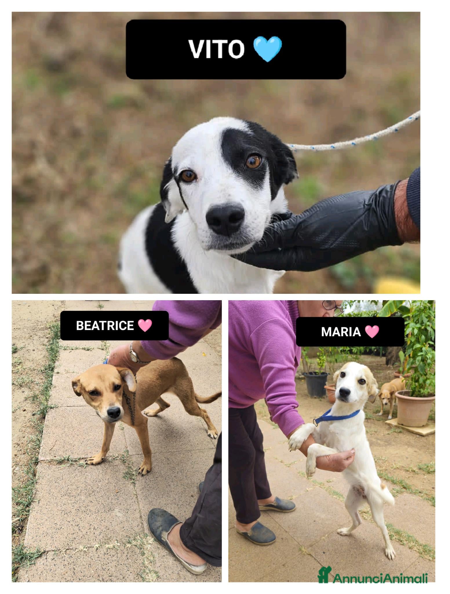 Altre razze cani maria beatrice vito - Annuncio 13