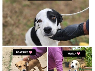 Altre razze cani maria beatrice vito - Annuncio 19