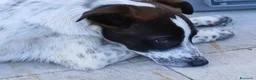 Meticcio cani in regalo: Macchia - Annuncio 5