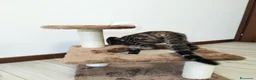 Bengala gatti in vendita: Dolcissimo gattino del bengala con pedigree AFSI  - Annuncio 6