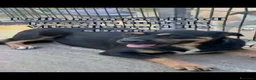 Rottweiler cani in regalo: Laila - Annuncio 2