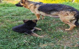 Pastore Tedesco cani in vendita: Cuccioli figli di pastori tedeschi perfetti a Città metropolitana di Roma Capitale - Immagine 3