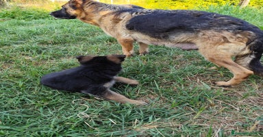 Pastore Tedesco cani a Città metropolitana di Roma Capitale - Annuncio 5