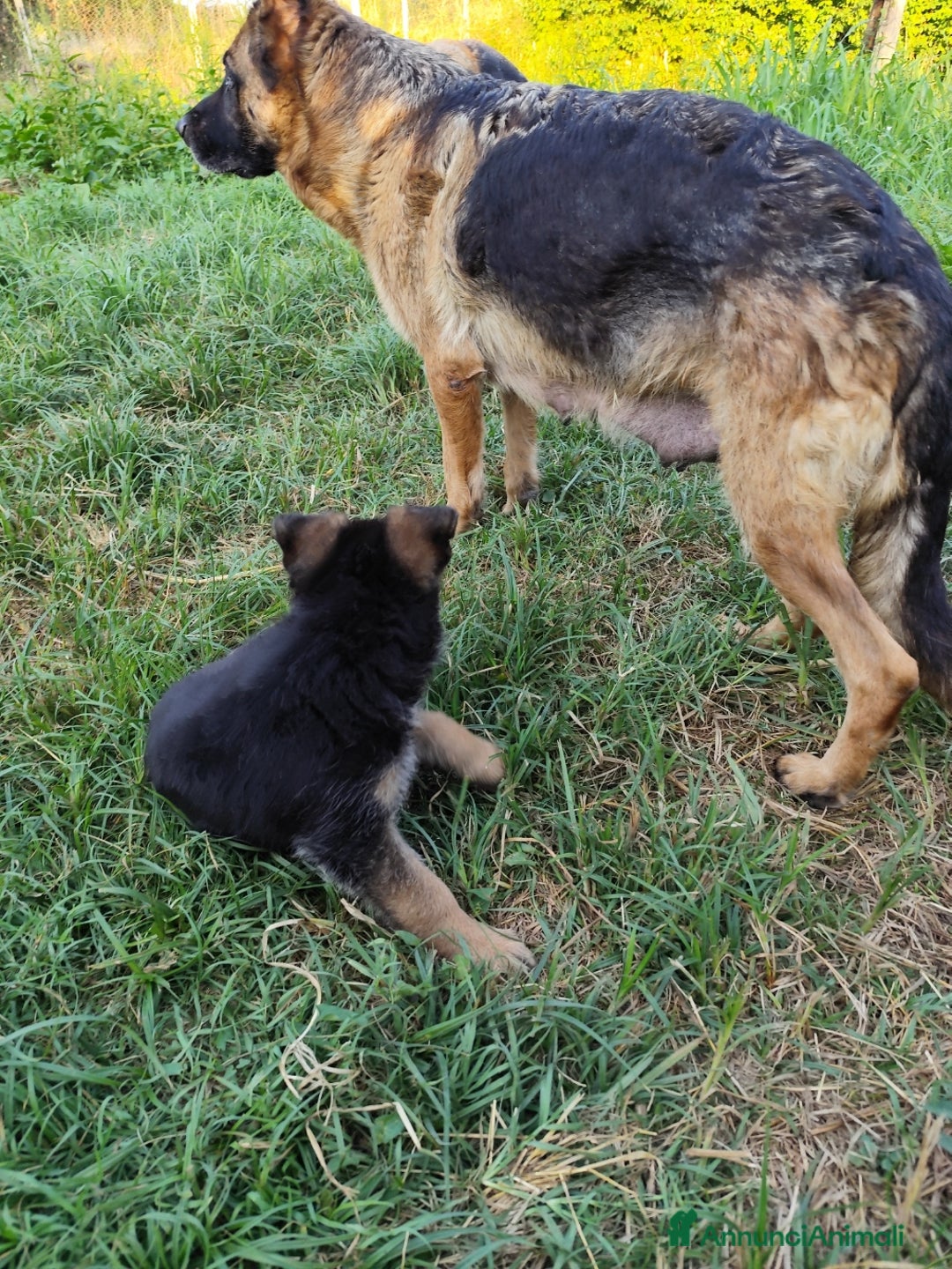 Pastore Tedesco cani in vendita: Cuccioli figli di pastori tedeschi perfetti a Città metropolitana di Roma Capitale - Immagine 3