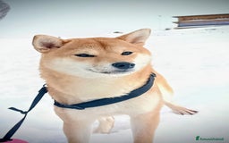 Shiba Inu cani in vendita:  cucciolata di Shiba inu ottima genealogia  - Immagine 4
