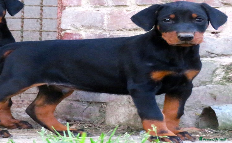 Dobermann cani Dobermann cuccioli - Annuncio 1