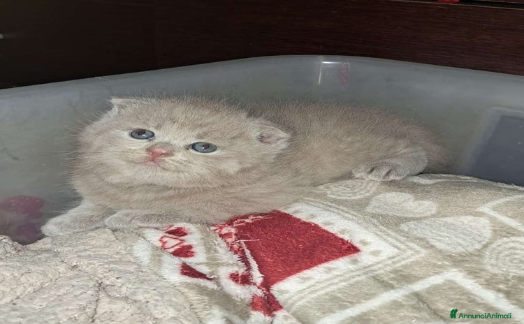 Scottish gatti a Provincia di Cremona - Annuncio 6