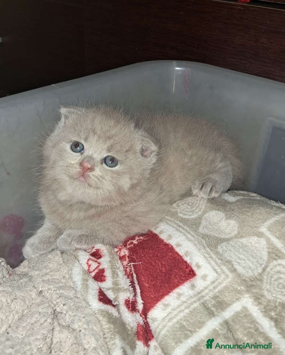 Scottish gatti in vendita: Scottish fold maschio  a Provincia di Cremona - Immagine 1