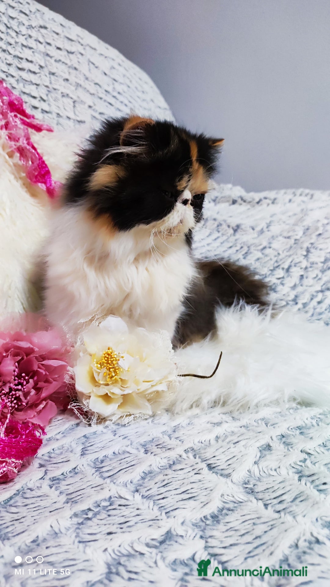 Persiano gatti in vendita: Cucciola persiana calico a Città metropolitana di Milano - Annuncio 2