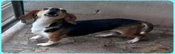 Meticcio cani in regalo: Napoleone dolcissimo mix beagle a Città metropolitana di Milano - Annuncio 4