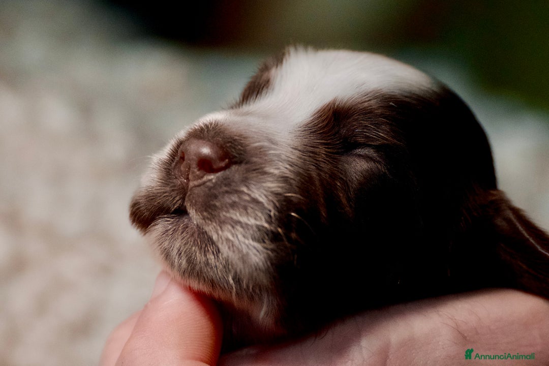 Cocker cani in vendita: Cocker Spaniel Inglesi - Cioccolato Roano  - Annuncio 18