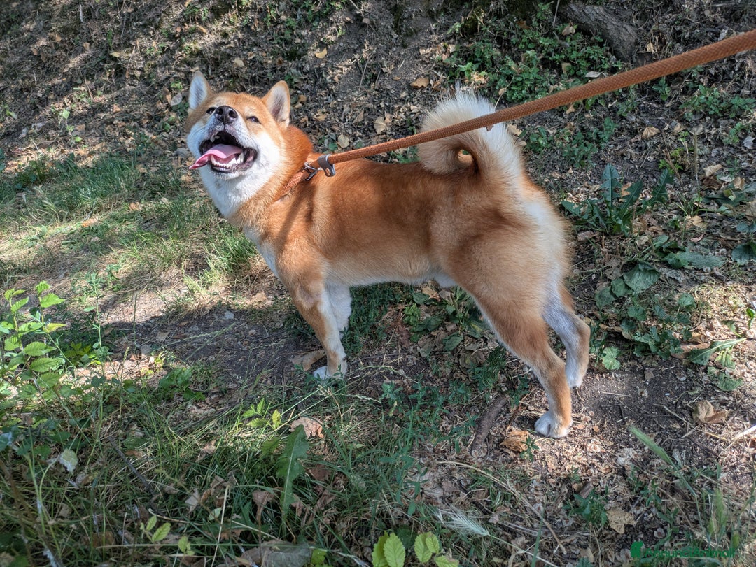 Shiba Inu cani per accoppiamento: Splendido shiba con pedigree per monta a Provincia di Brescia - Immagine 2