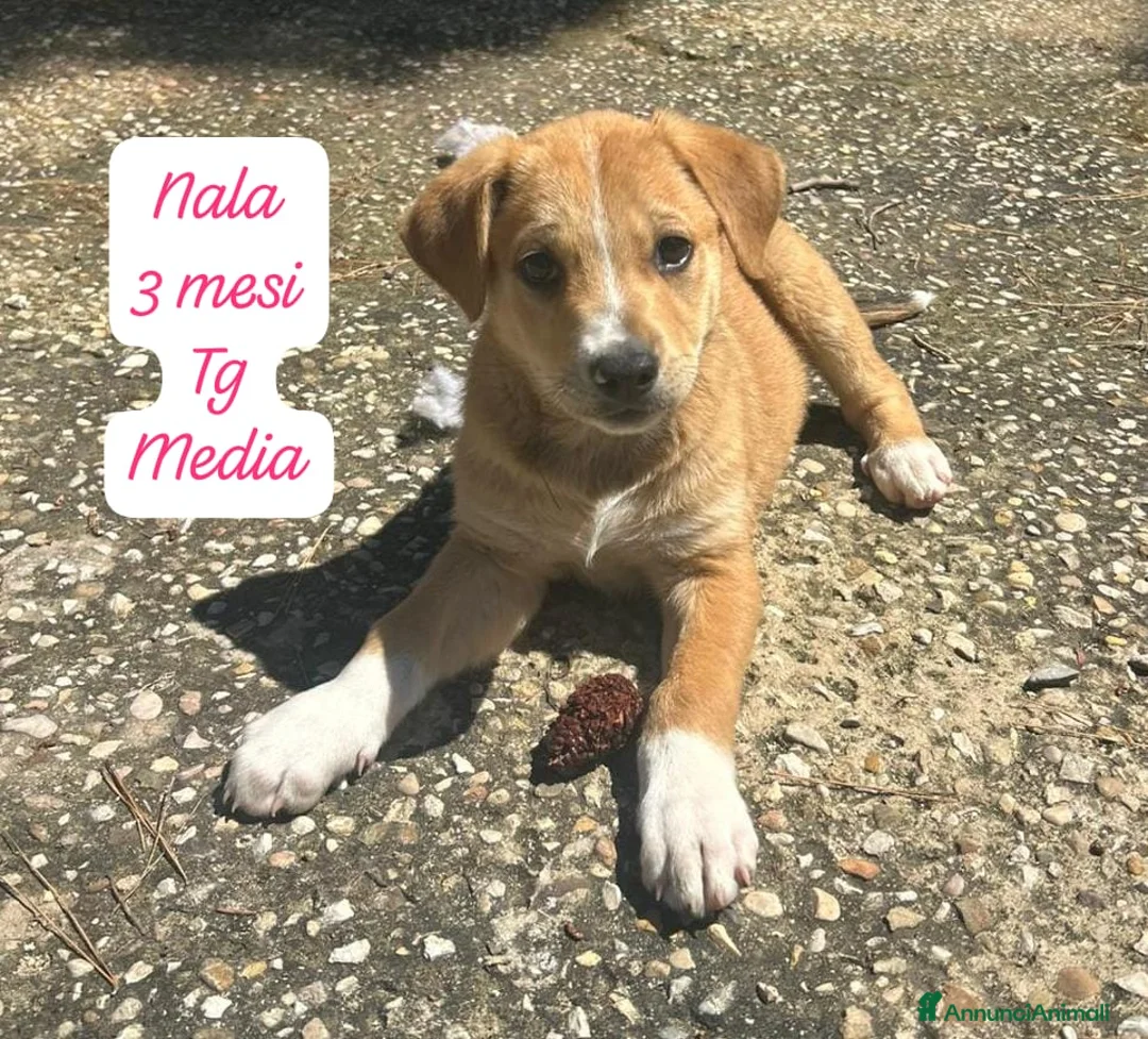 Meticcio cani in regalo: Micini dimenticati da tutti a Provincia di Pavia - Annuncio 10