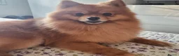 Spitz cani per accoppiamento: Un cavaliere senza titolo ma dall'anima reale a Provincia di Modena - Annuncio 5