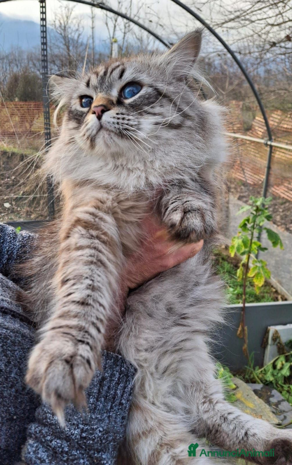 Siberiano gatti Siberiano Neva Masquerade per accoppiamento  - Annuncio 1