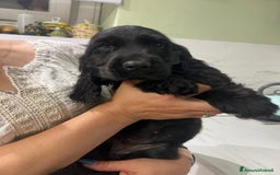 Cocker cani in vendita: Cocker Spaniel  a Provincia di Pescara - Immagine 1