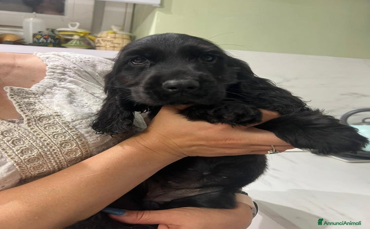 Cocker cani a Provincia di Pescara - Annuncio 11
