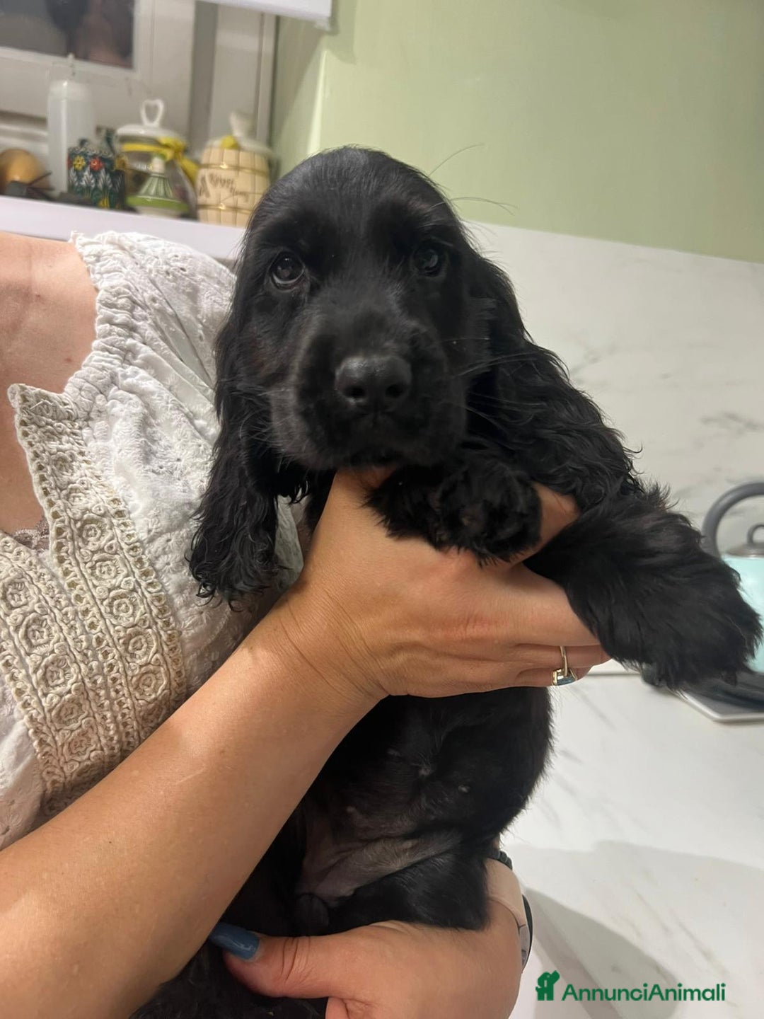 Cocker cani in vendita: Cocker Spaniel  a Provincia di Pescara - Immagine 1