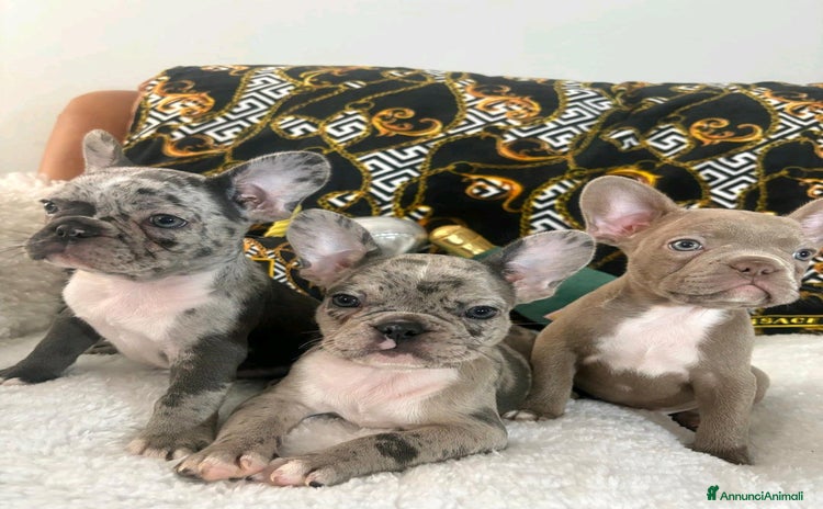 Bulldog Francese cani a Città Metropolitana di Napoli - Annuncio 2