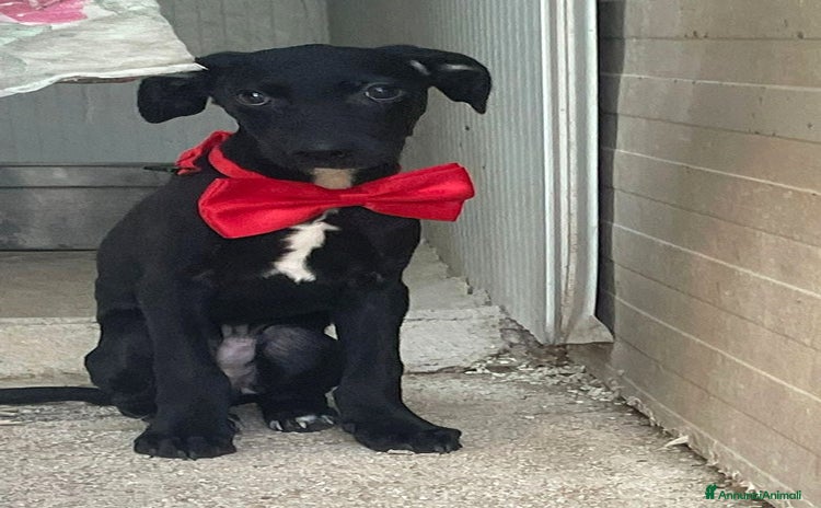 Meticcio cani a Provincia di Grosseto - Annuncio 2