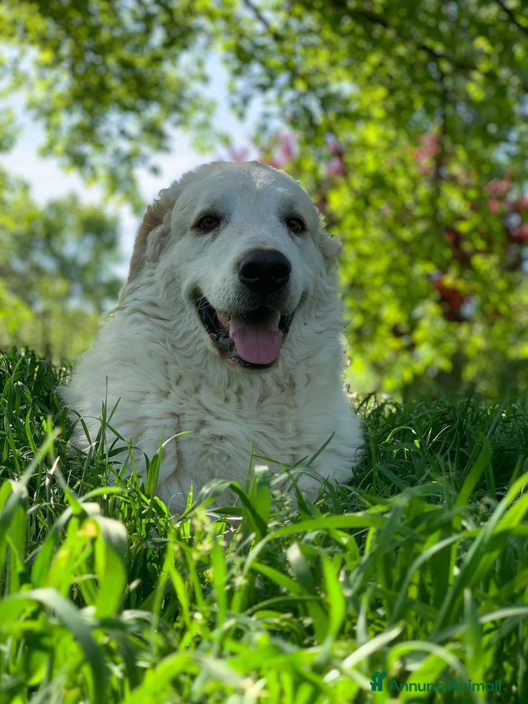 Pastore Maremmano cani in regalo: NICKY il gigante più buono!! a Città Metropolitana di Firenze - Immagine 1
