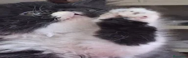 Persiano 1