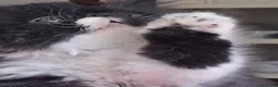 Persiano gatti in vendita: Ciccioli persiani bianchi e neri - Annuncio 2